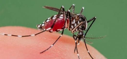 Dengue Phuket Thaïlande