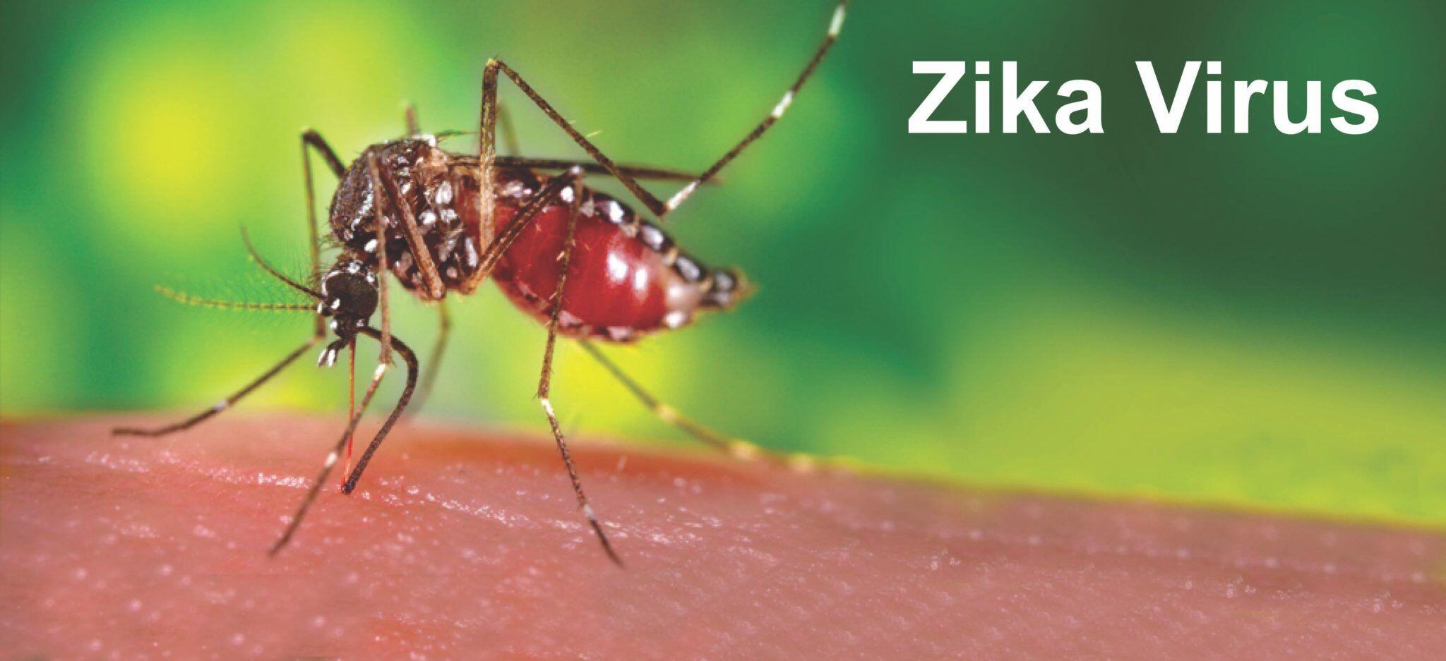 Zika virus Phuket