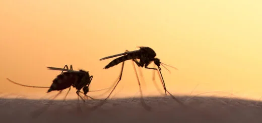 chikungunya Phuket