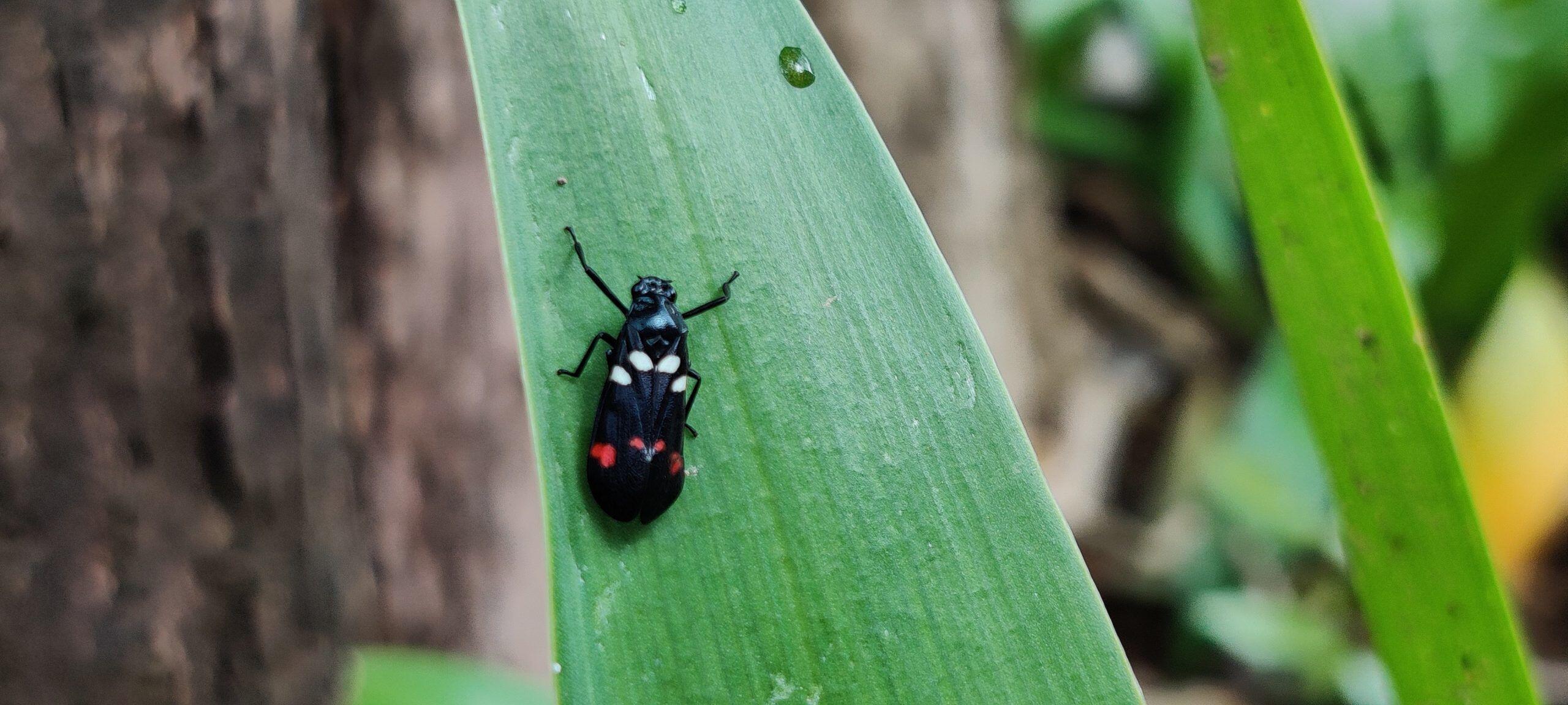 Nature & Insect - Khao Rang
