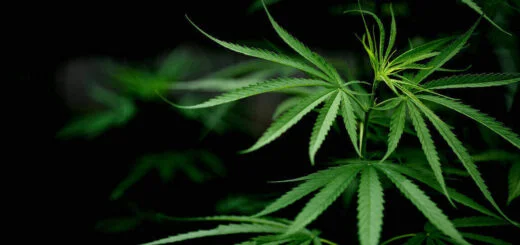 Cannabis marijuana Thailand