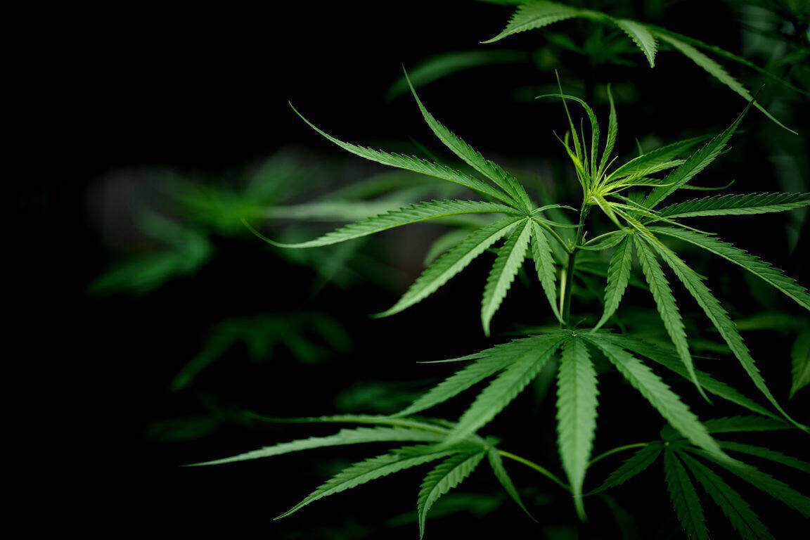 Cannabis marijuana Thailand