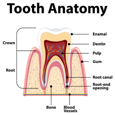 Dentist Phuket root canal treatment Dentist Phuket root canal treatment
